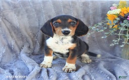 Beagle dogs for sale: Toto - Image 4