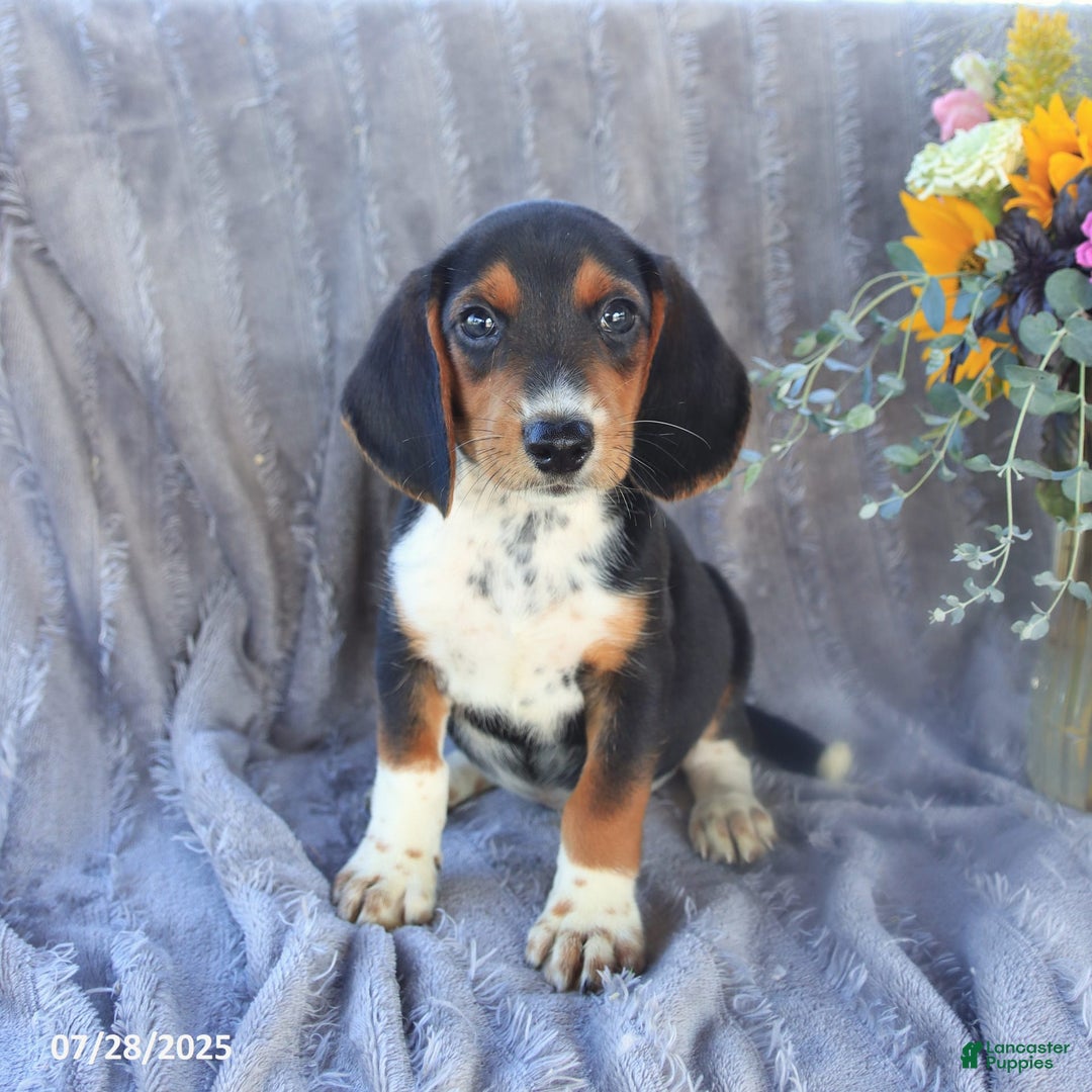 Beagle dogs for sale: Toto - Image 4