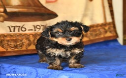 Yorkshire Terrier dogs for sale: Felix - Image 3