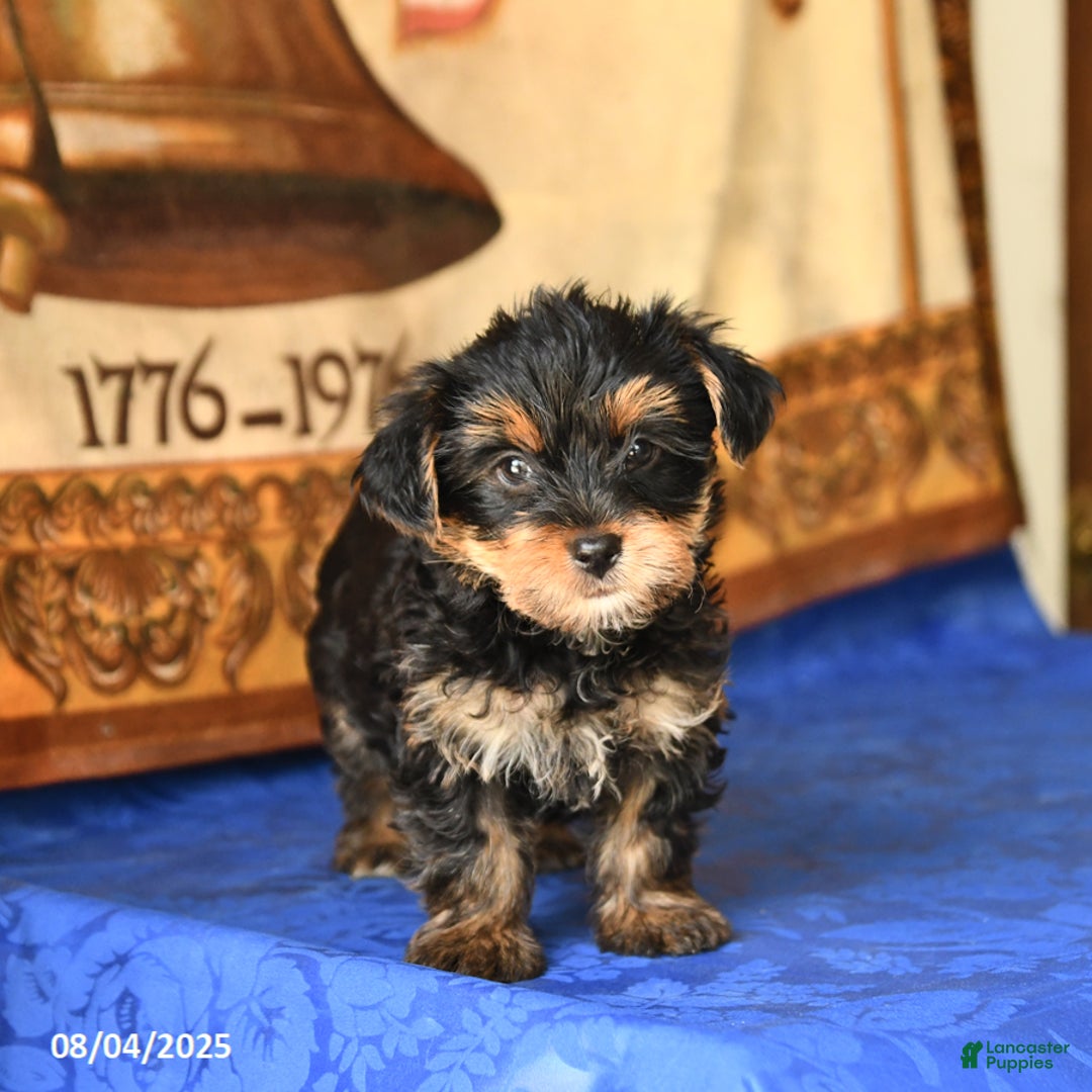 Yorkshire Terrier dogs for sale: Felix - Image 3