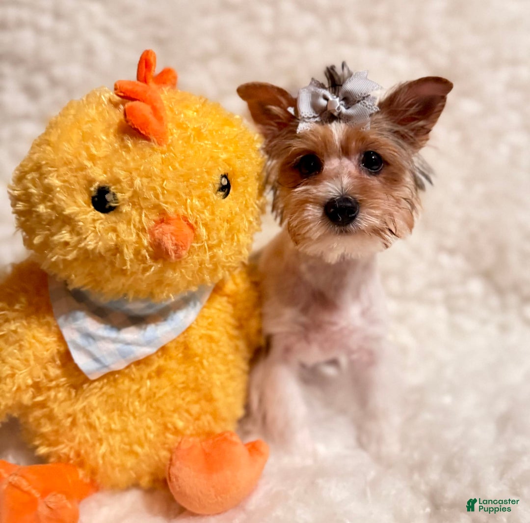 Yorkshire Terrier dogs for sale: Waldo - Image 6