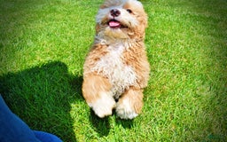 Havapoo dogs for sale: Whisky - Image 11