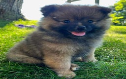 Pomeranian dogs for sale: Remi - Image 9