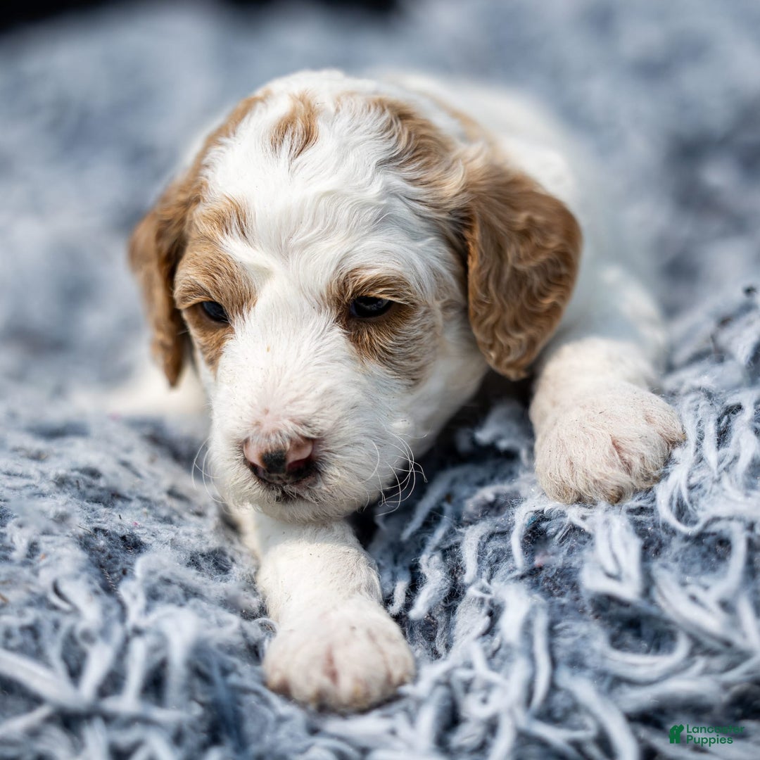 Standard Poodle dogs for sale: Rail - Image 8