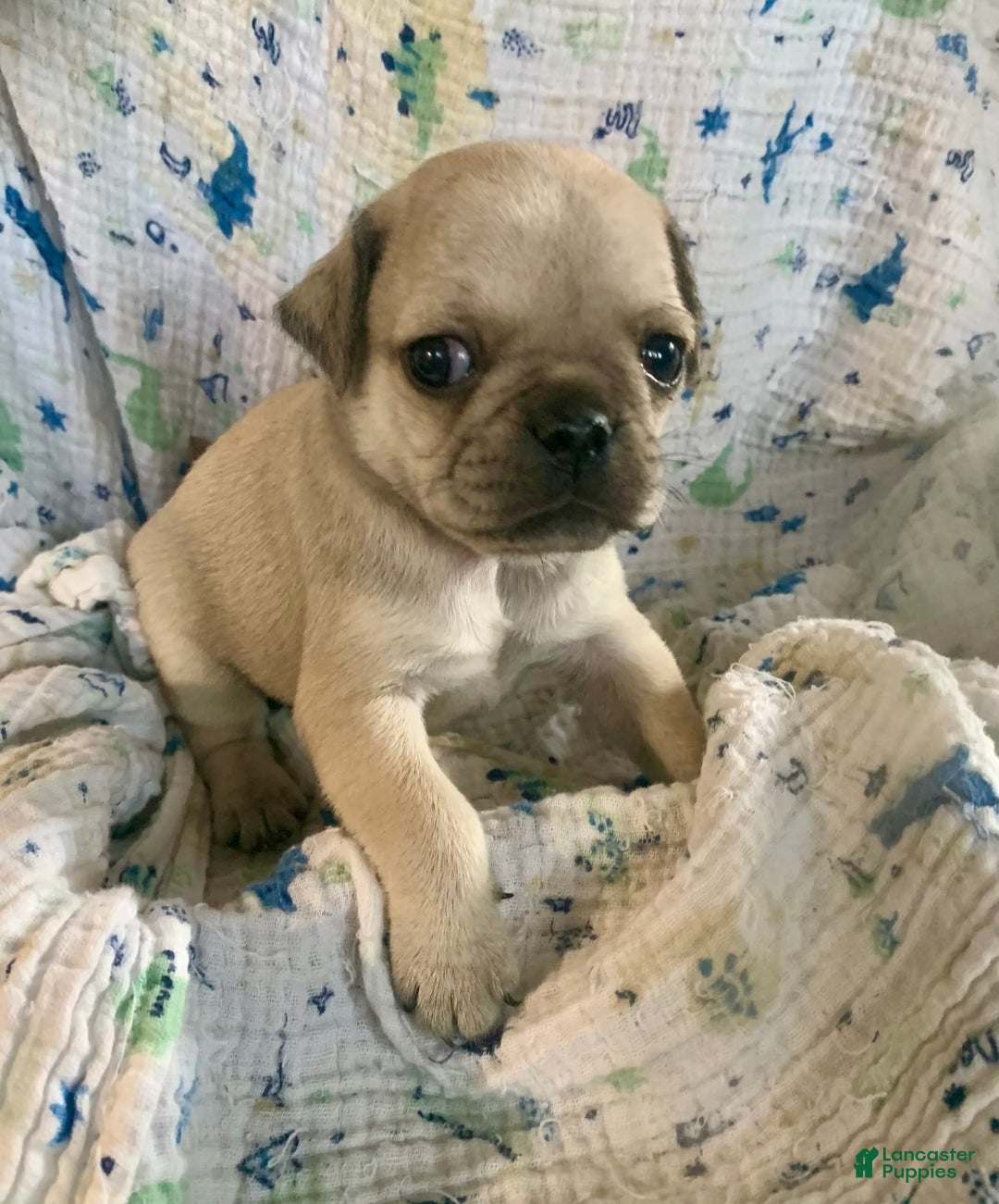 Pug dogs for sale: Teddy - Image 2