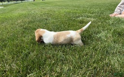 Basset Hound dogs for sale: Daisy - Image 9