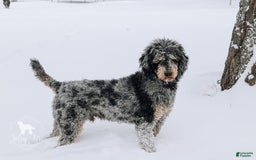 Bernedoodle dogs for sale: Ginger - Image 11