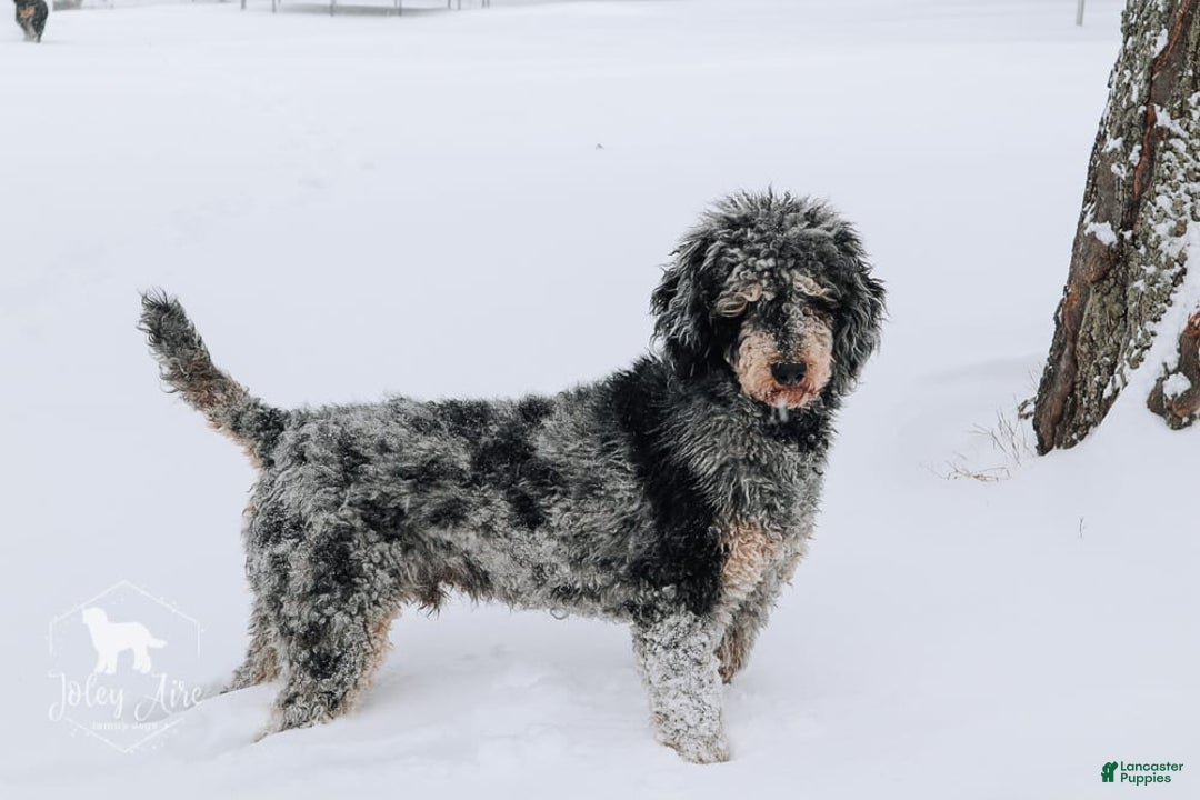 Bernedoodle dogs for sale: Ginger - Image 11