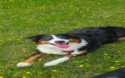 Australian Shepherd dogs for sale: Riley Fully Vaccinated - Image 15