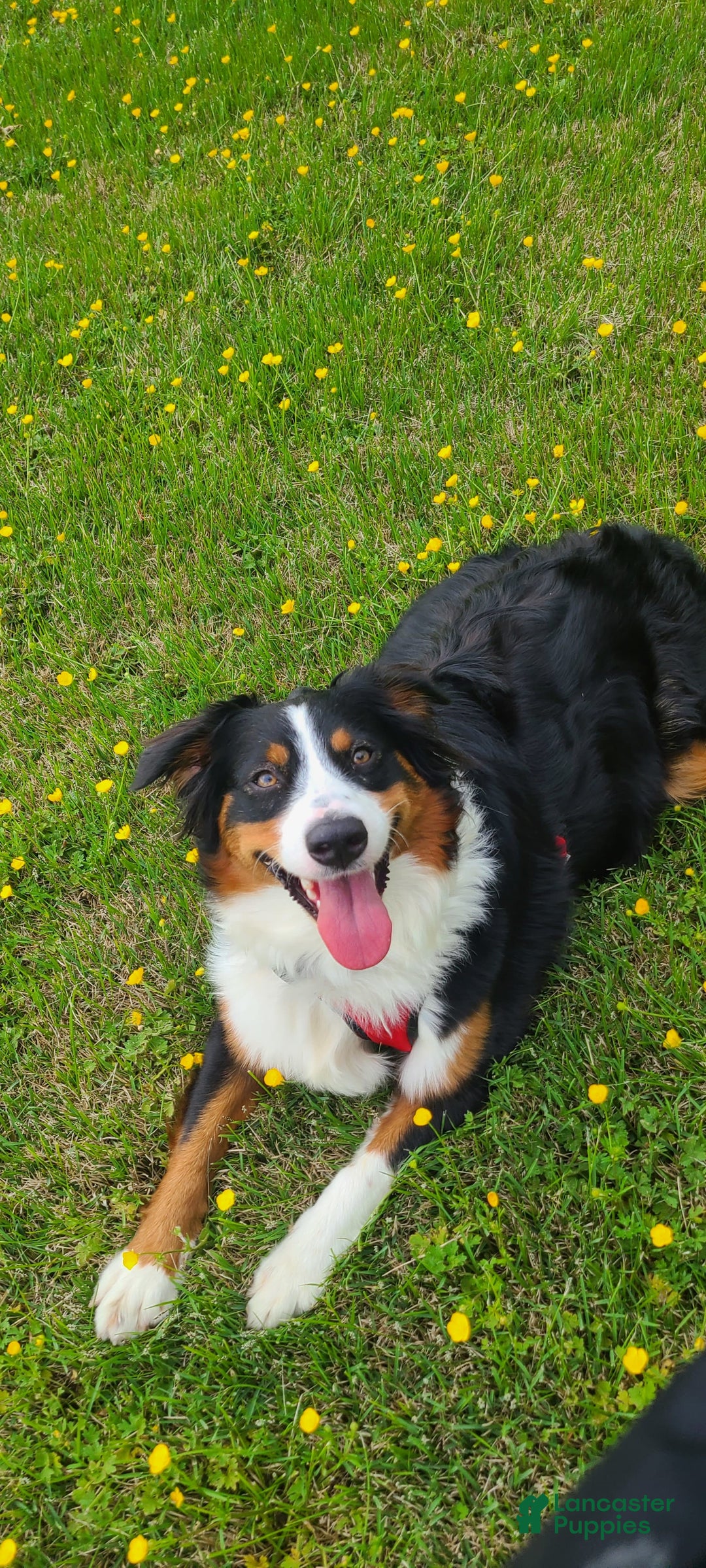 Australian Shepherd dogs for sale: Riley Fully Vaccinated - Image 15