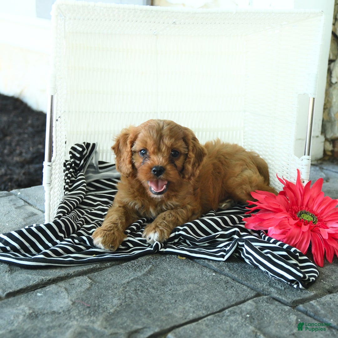 Cavapoo dogs for sale: Nacho - Image 3