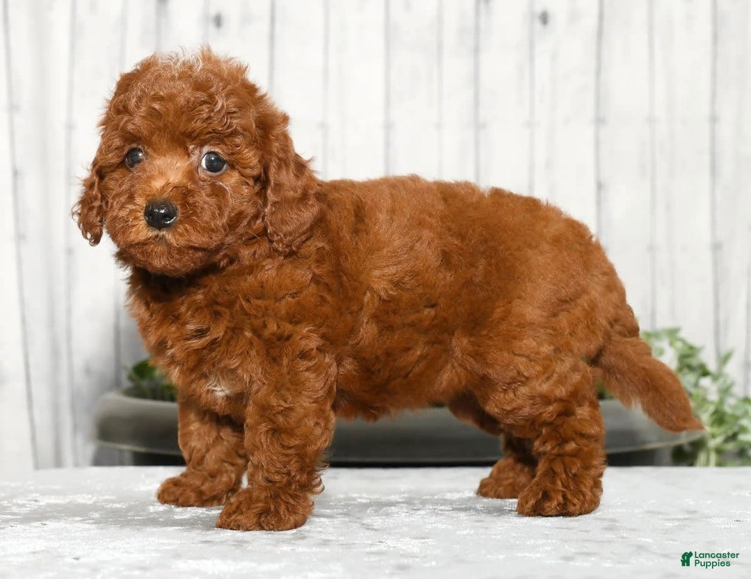 Miniature Poodle dogs for sale: Zoey - Image 6