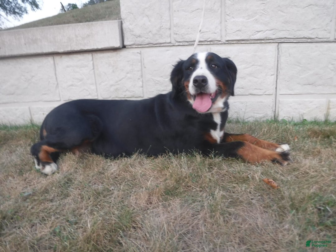 Bernedoodle dogs for sale: Cocoa - Image 7