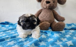 Havanese dogs for sale: Inigo - Image 2