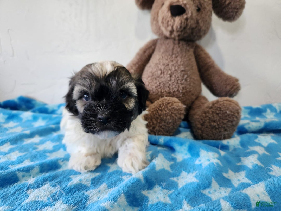 Havanese dogs for sale: Inigo - Image 2