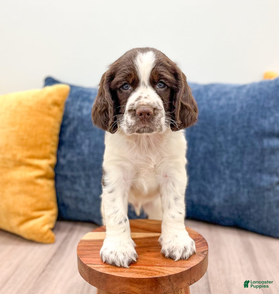 English Springer Spaniel dogs for sale: Lando - Image 5
