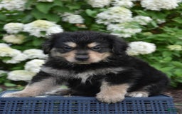 Miniature Bernese Mountain Dog dogs for sale: Tony - Image 2