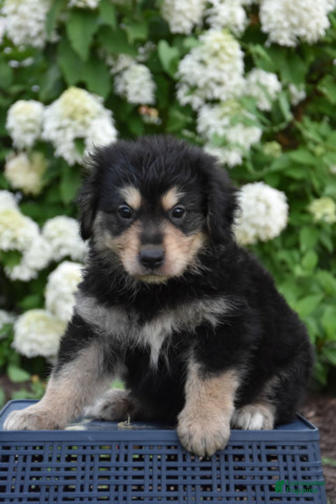Miniature Bernese Mountain Dog dogs for sale: Tony - Image 2