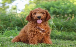 Mini Goldendoodle dogs for sale: Brown Collar - Image 2