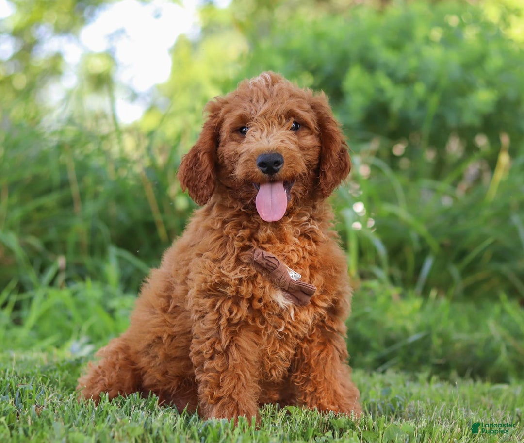 Mini Goldendoodle dogs for sale: Brown Collar - Image 2