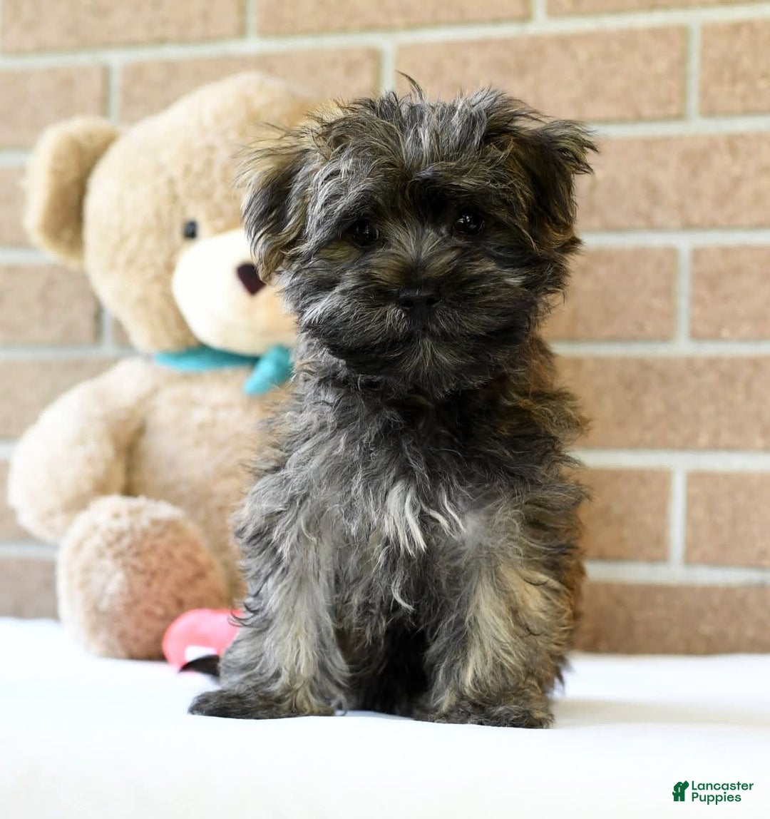 Morkie dogs for sale: Dallas - Image 1