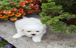 Teddy Bear dogs for sale: Rhyme - Image 4