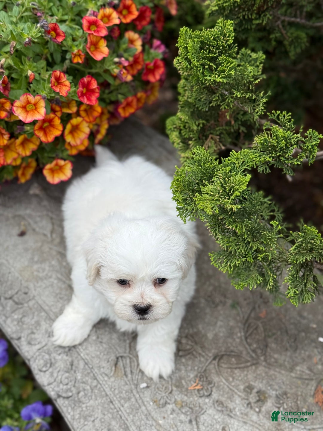 Teddy Bear dogs for sale: Rhyme - Image 4
