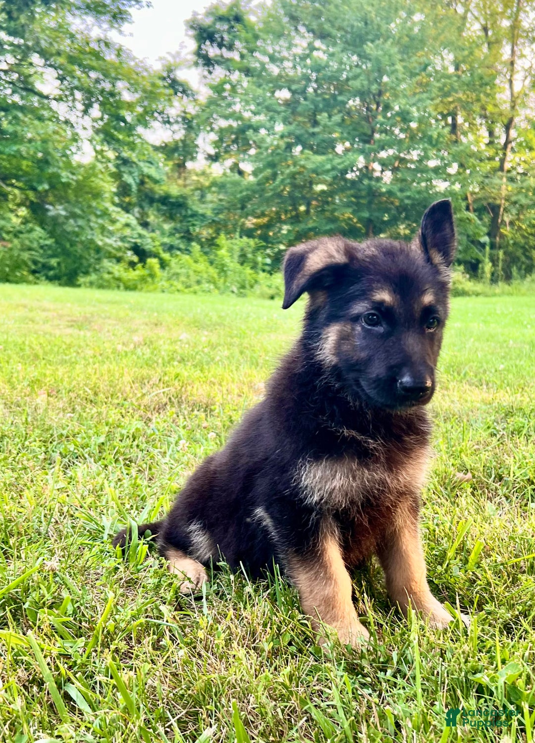 German Shepherd dogs for sale: Libby - Image 6