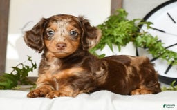 Miniature Dachshund dogs for sale: Anton - Image 7