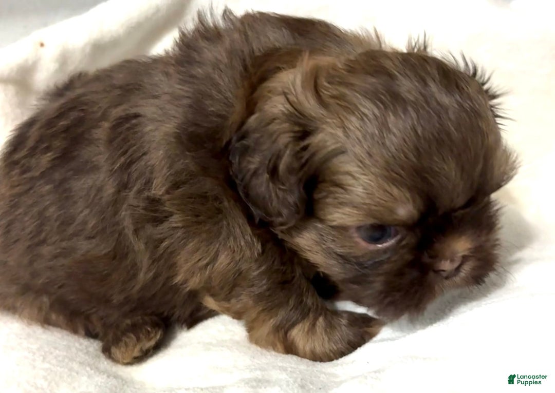 Shih Tzu dogs for sale: Karlton - Image 11