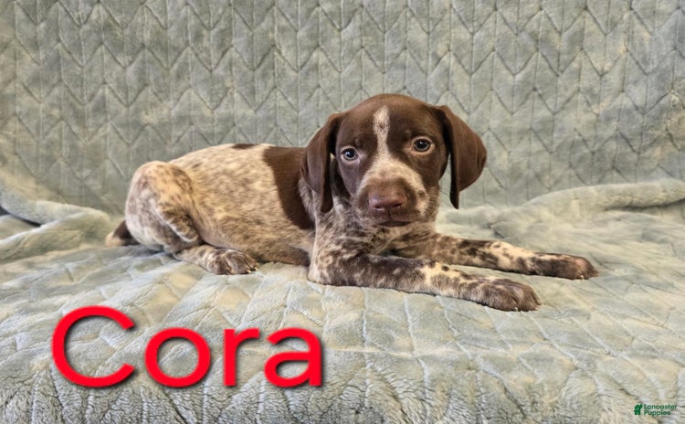 German Shorthaired Pointer dogs for sale - Ad 3