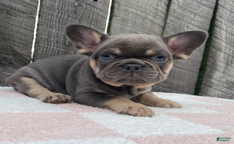 French Bulldog dogs for sale - Ad 3