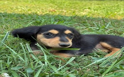 Miniature Dachshund dogs for sale: Luna - Image 4