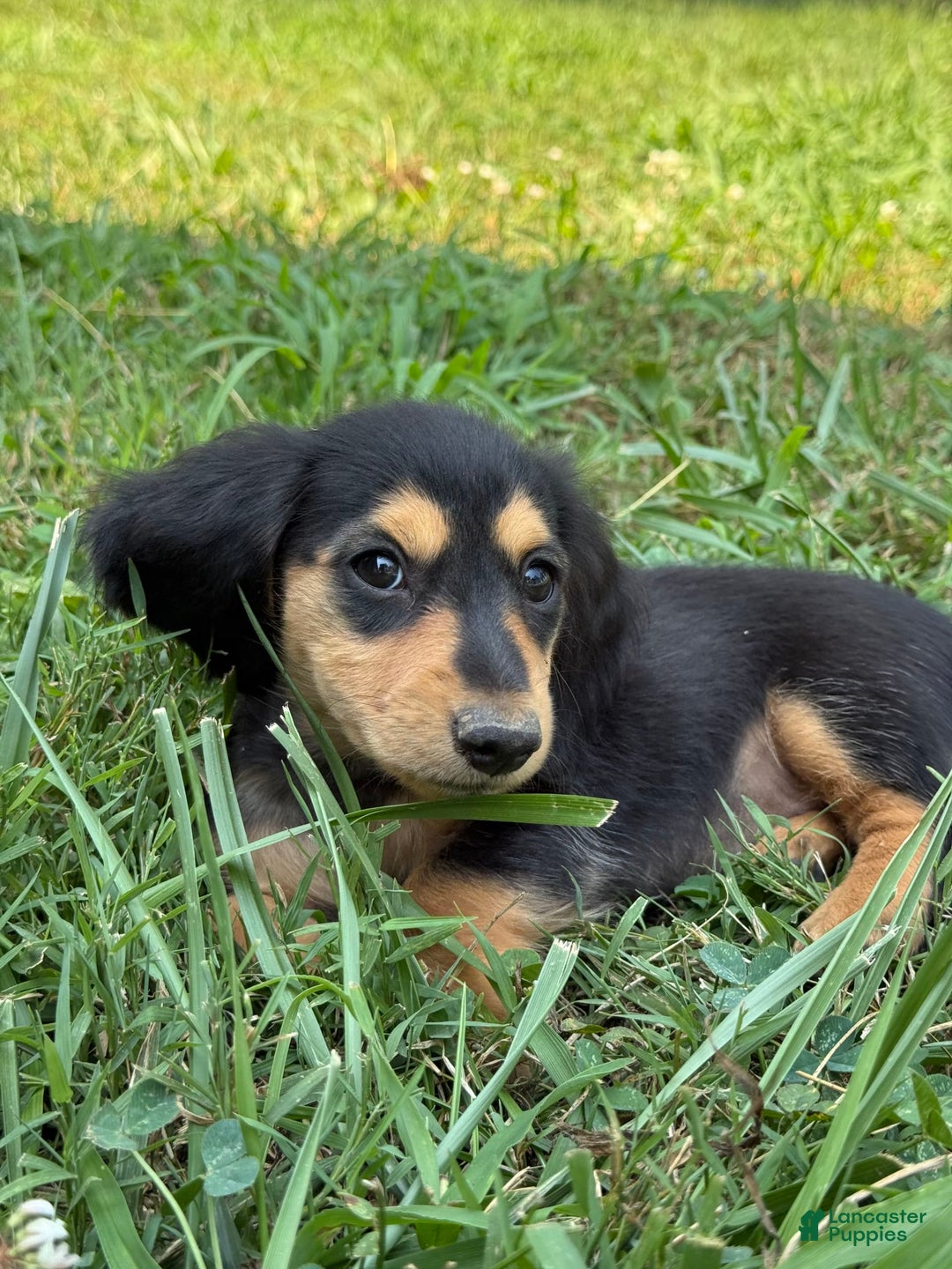 Miniature Dachshund dogs for sale: Luna - Image 4