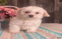 Bichon Frise dogs for sale: Bandit - Image 4