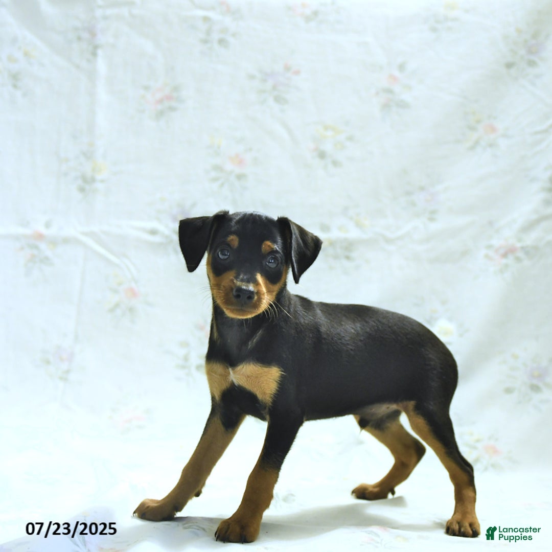 Miniature Pinscher dogs for sale: Iggy - Image 2