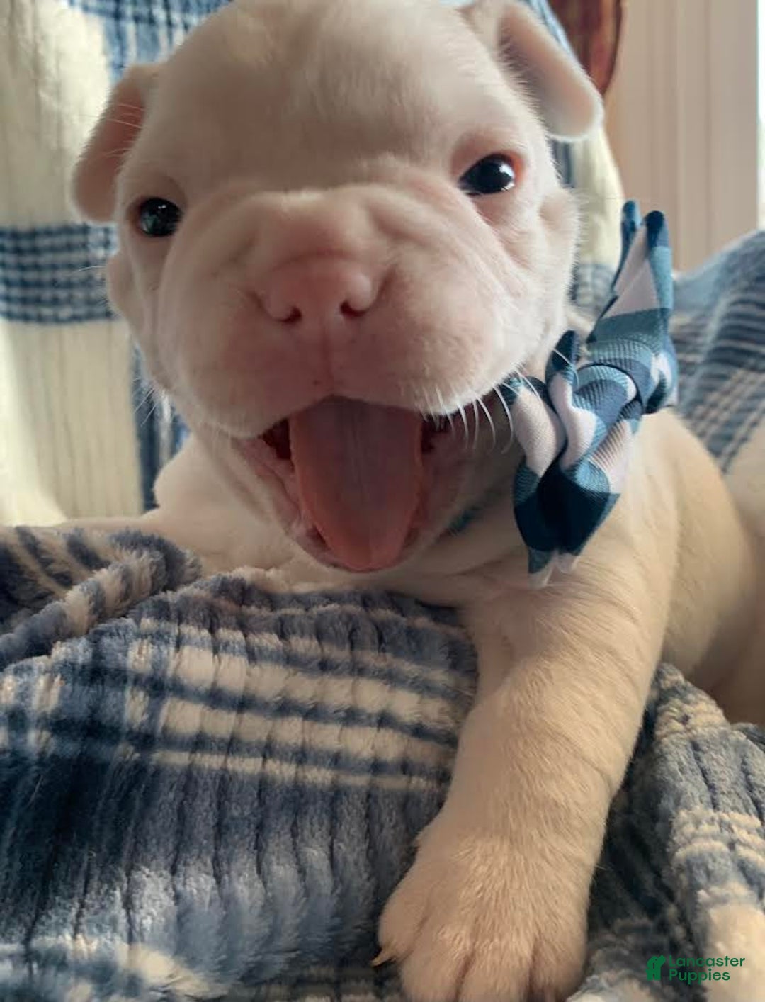 French Bulldog dogs for sale: Larry - Image 1