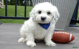 Cockapoo dogs for sale: Boomer - Image 17