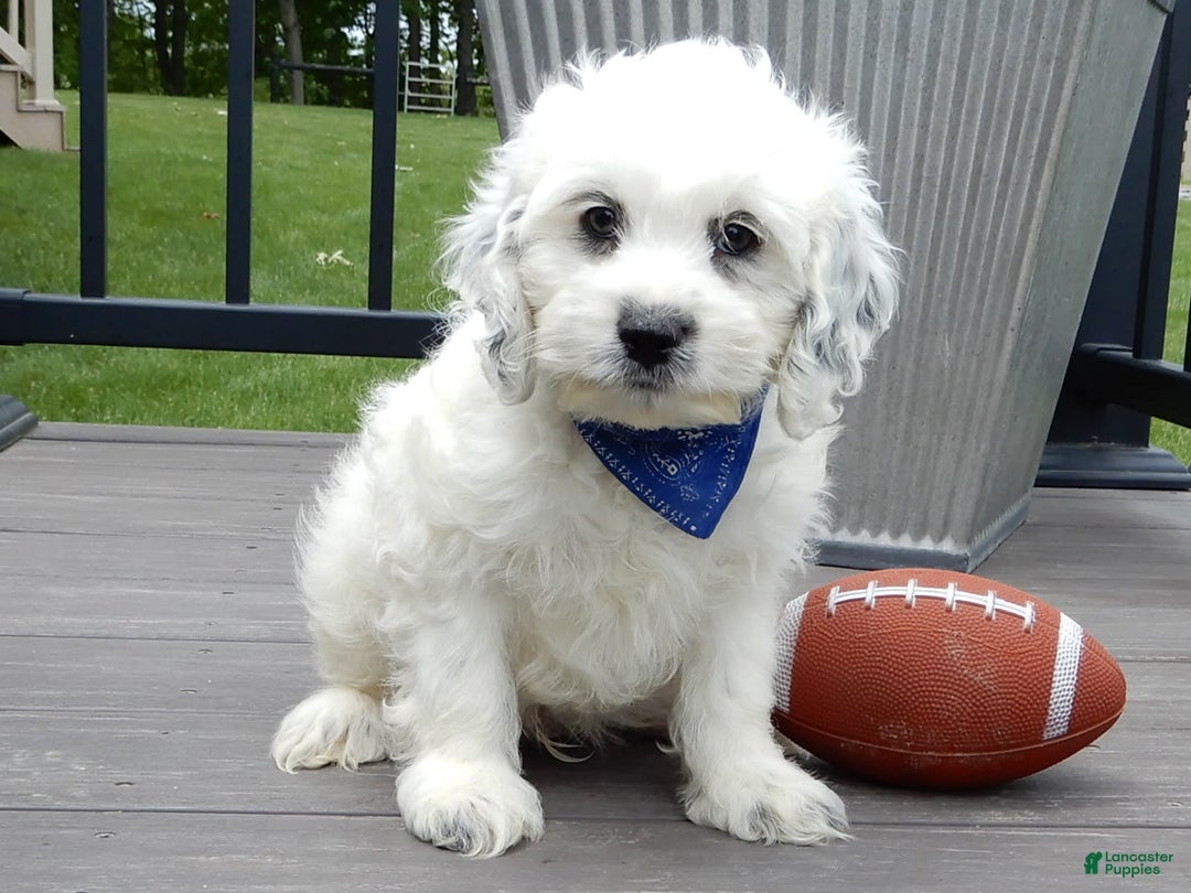 Cockapoo dogs for sale: Boomer - Image 17