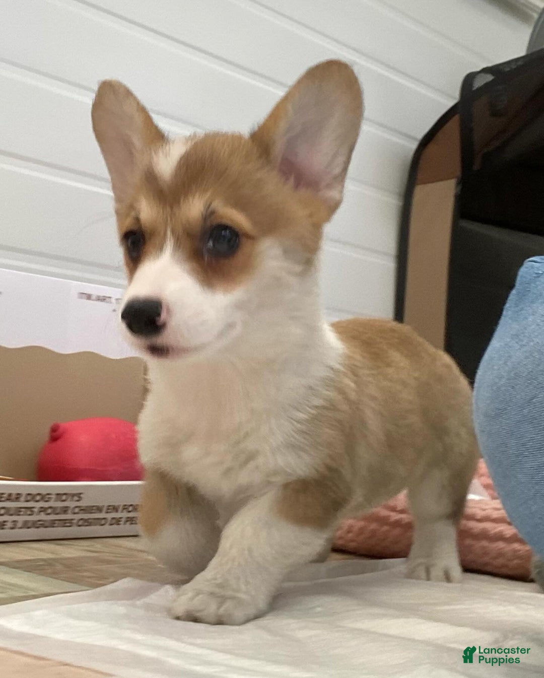 Welsh Corgi Pembroke dogs for sale: Randa - Image 2