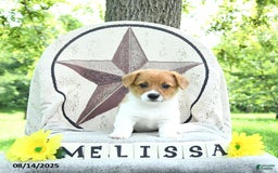 Welsh Corgi Pembroke dogs for sale: Welsh Corgi (Pembroke) 7 puppies - Image 12