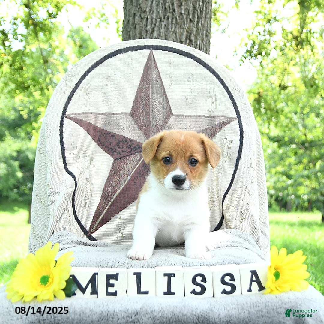 Welsh Corgi Pembroke dogs for sale: Welsh Corgi (Pembroke) 7 puppies - Image 12