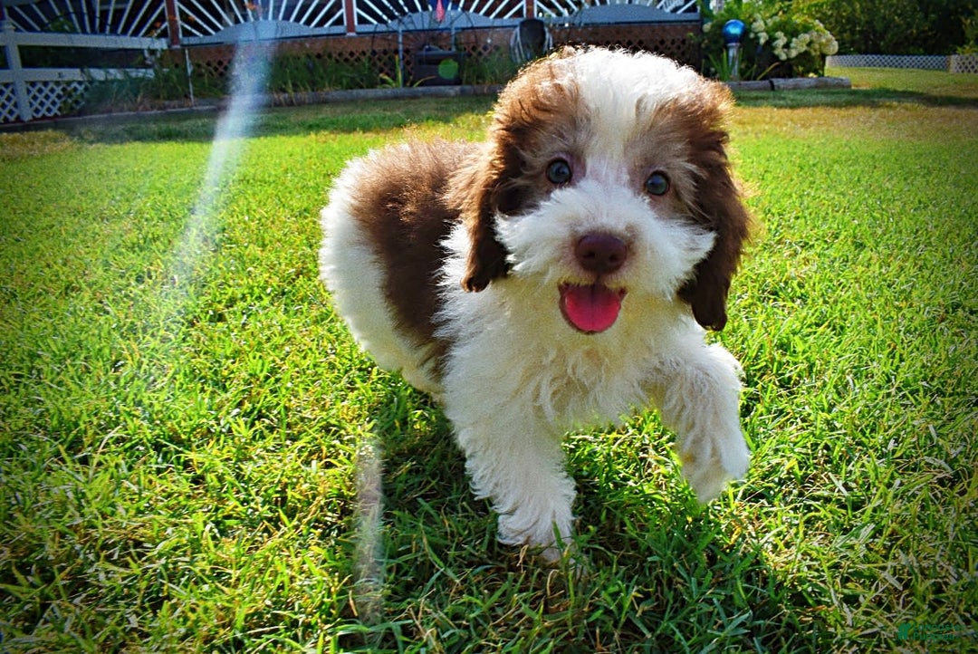 Havapoo dogs for sale: Hope - Image 8