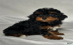 Miniature Poodle dogs for sale: Lilly - Image 2