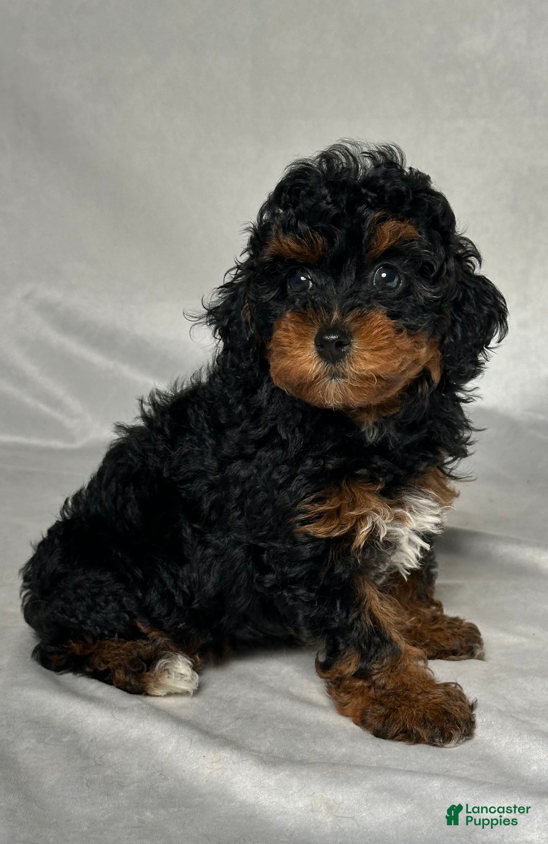 Miniature Poodle dogs for sale: Lilly - Image 2