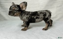 French Bulldog dogs for sale: Ruby - Image 3