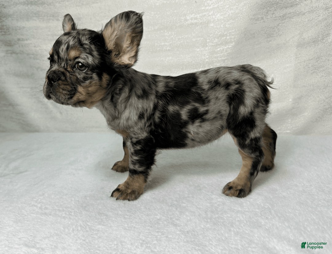 French Bulldog dogs for sale: Ruby - Image 3
