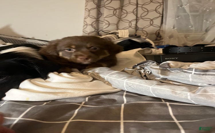 Border Terrier dogs for sale - Ad 1