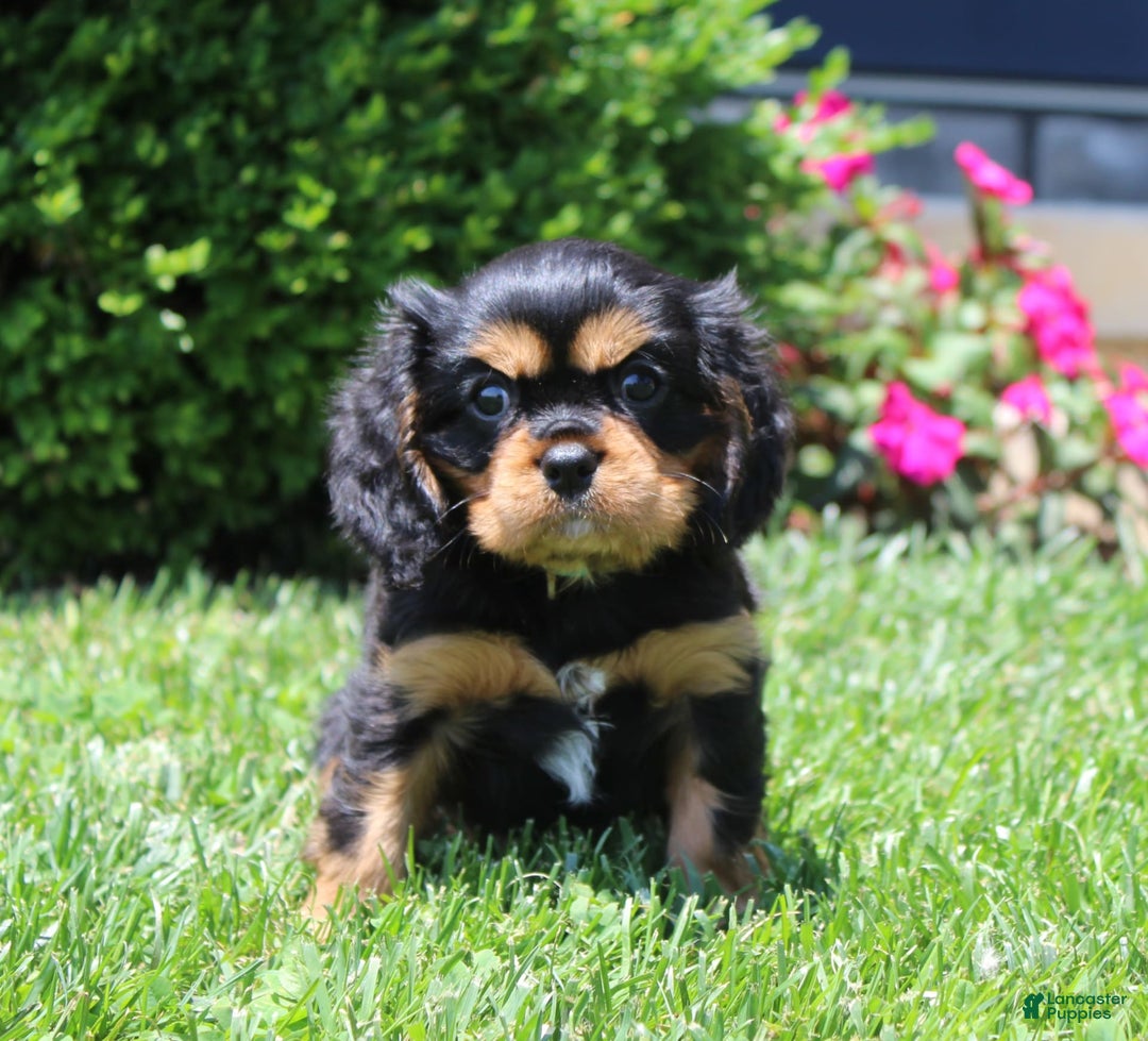 Cavalier King Charles Spaniel dogs for sale: Boomer - Image 1