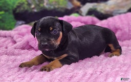 Catahoula Leopard Dog dogs for sale: Luna 2025 Female 4 - Image 4